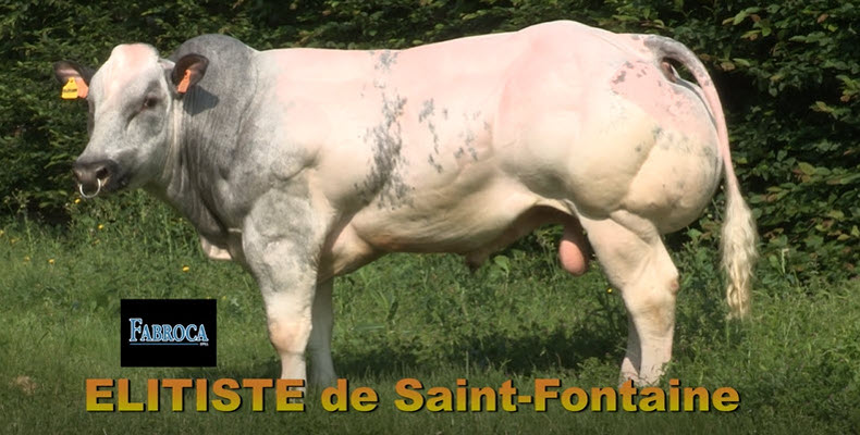Elitiste