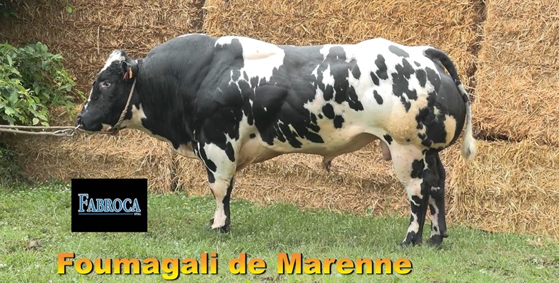 Fourmagali